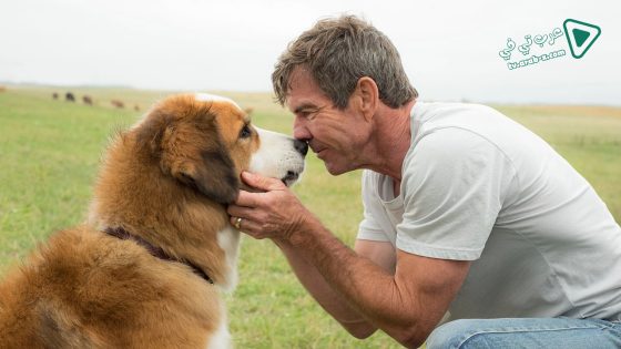 فيلم A Dog’s Purpose 2017 مترجم