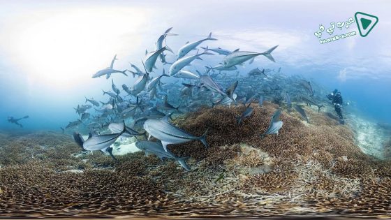 فيلم Chasing Coral 2017 مترجم