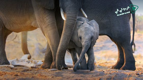 فيلم Elephant 2020 مترجم