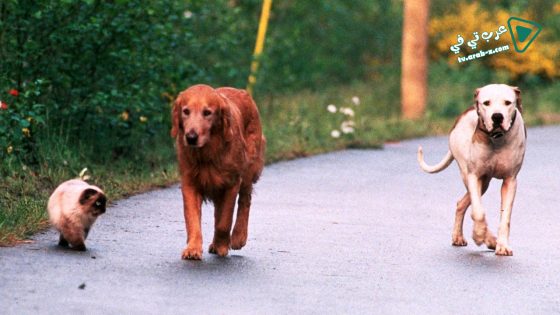 فيلم Homeward Bound II Lost in San Francisco 1996 مترجم