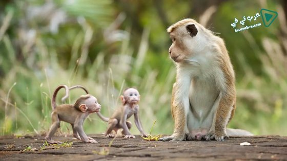 فيلم Monkey Kingdom 2015 مترجم