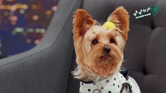 فيلم Pup Star Better 2Gether 2017 مترجم