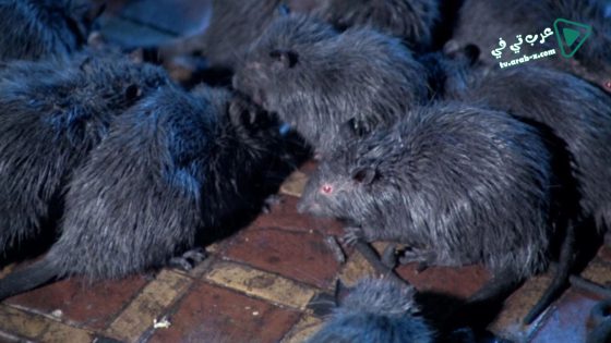 فيلم Rats Night of Terror 1984 مترجم