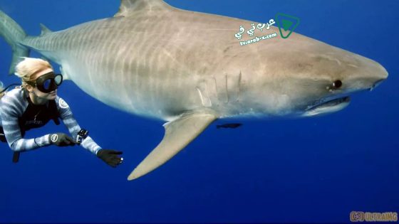 فيلم Saving Jaws 2019 مترجم