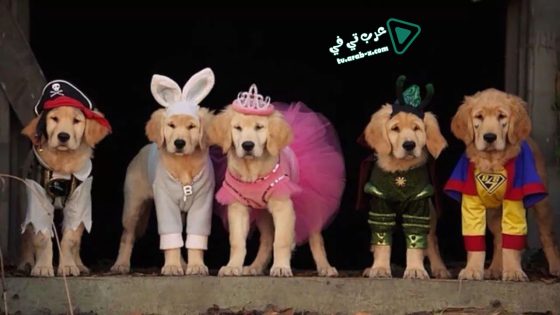 فيلم Spooky Buddies 2011 مترجم