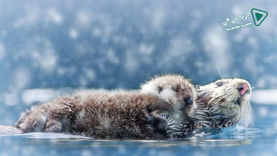 فيلم Spy in the Snow 2018 مترجم