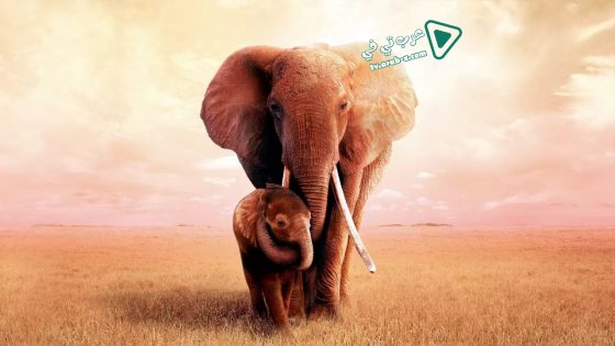 فيلم The Elephant Queen 2019 مترجم