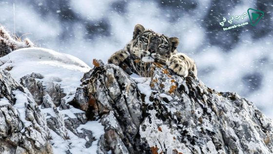 فيلم The Frozen Kingdom of the Snow Leopard 2020 مترجم