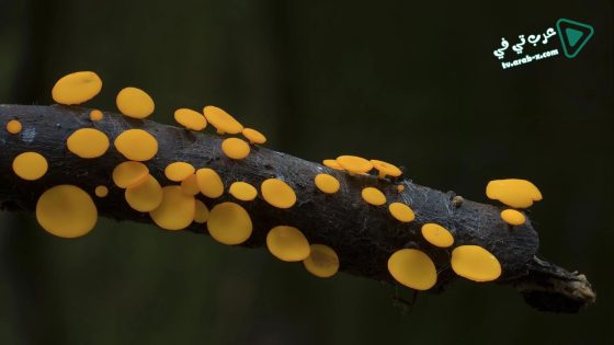 فيلم The Kingdom- How Fungi Made Our World 2018 مترجم