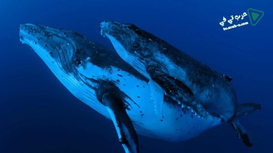 فيلم Whale Wisdom 2019 مترجم